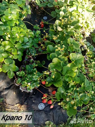 Клубника, земляника крупноплодная нсд и ксд