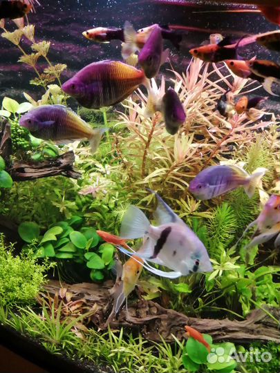 Рыбы Радужница Боицмена