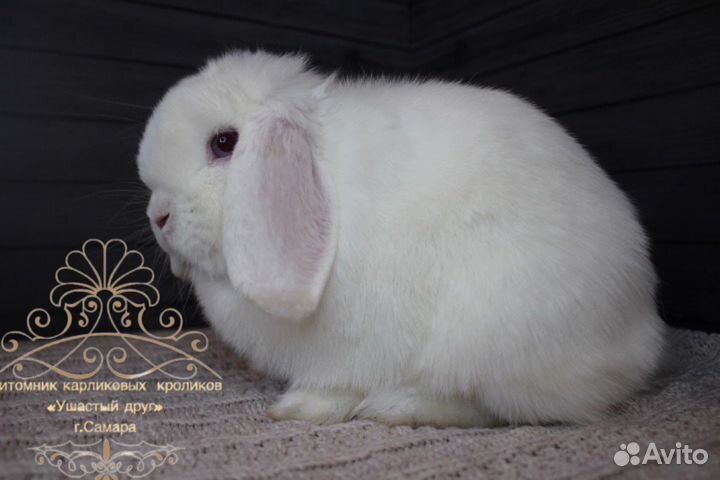Кролик карликовый
