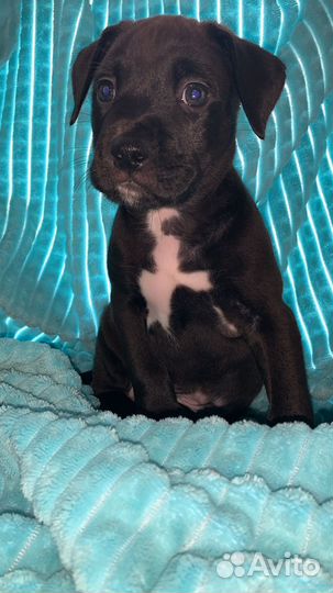 Щенки питбуль