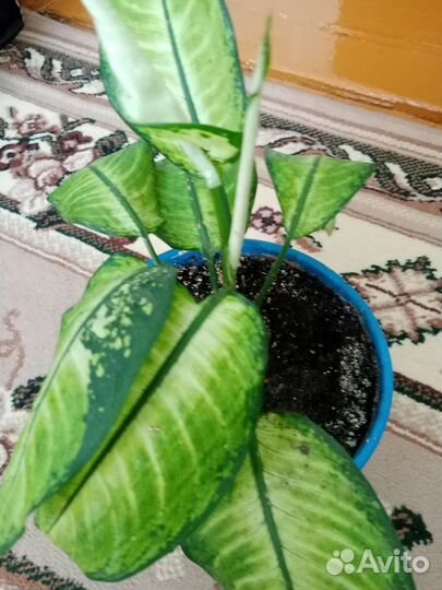 Диффенбахия