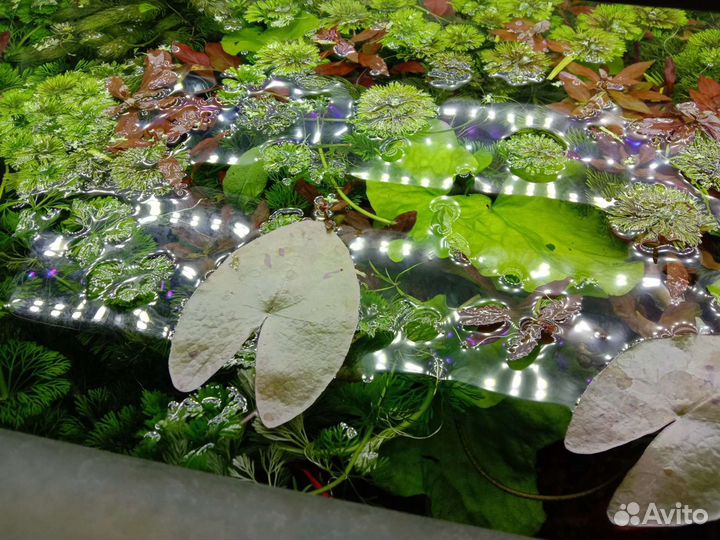 Аквариумная живность