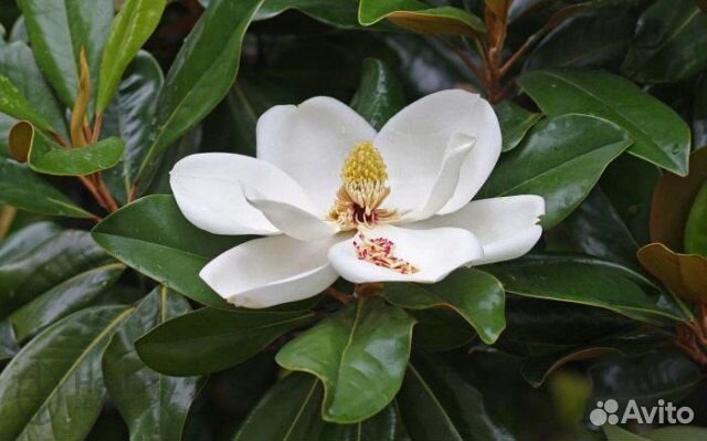 Магнолия Грандифлора крупноцветковая саженцы