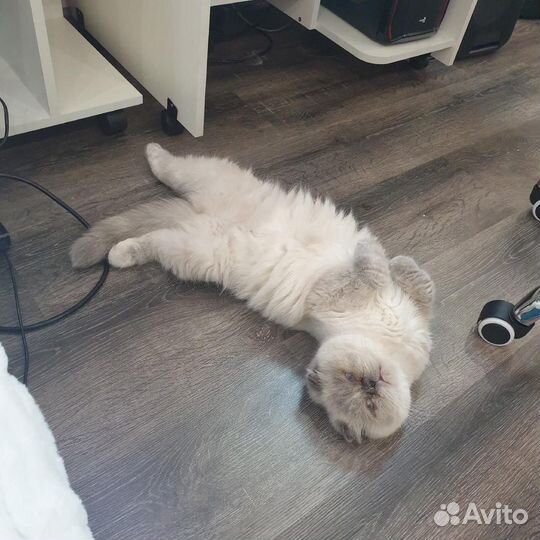 Вислоухая кошка