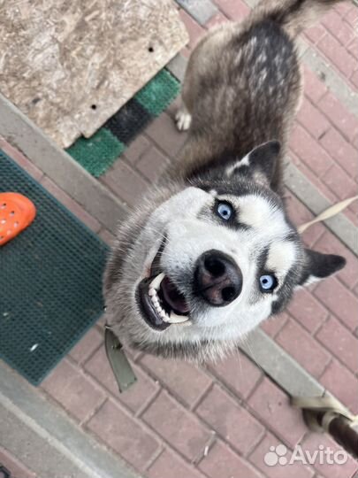 Найдена собака хаски