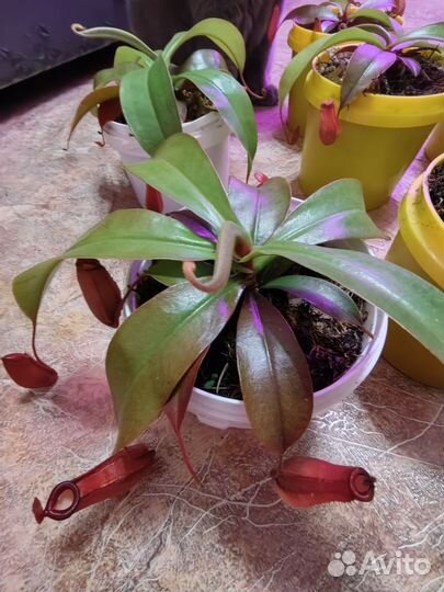 Непентес, Венерина мухоловка