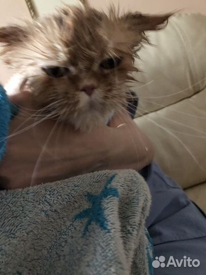Котики бесплатно