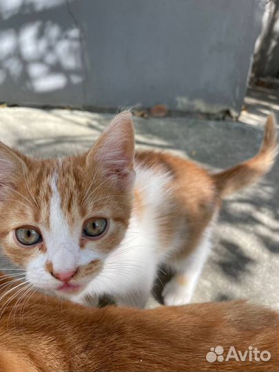 Котенок