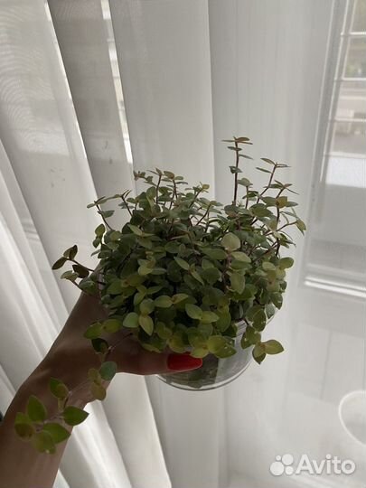 Традесканция Каллизия голд (callisia gold)