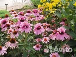 Алоэ вера настоящий эхинацея флоксы