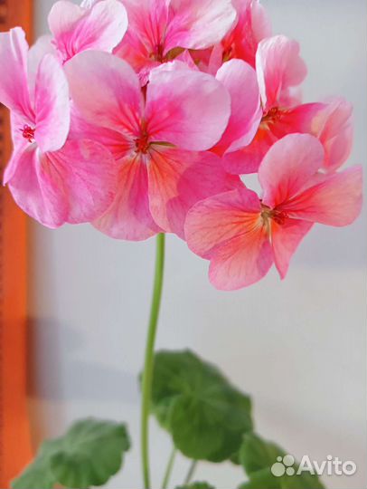 Пеларгония герань