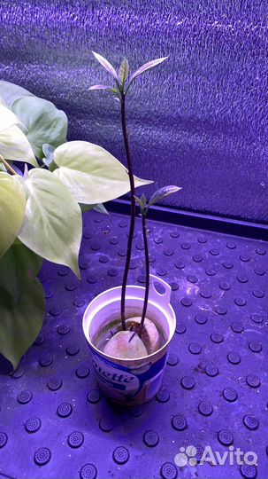 Авокадо растение