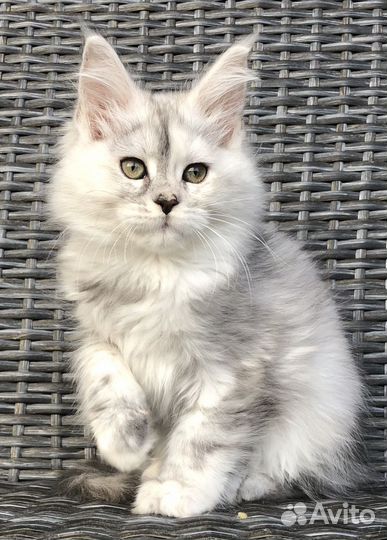 Котята мейн-кун