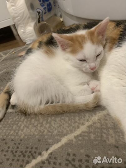 Кошка в дар