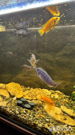 Аквариумные рыбки цихлиды