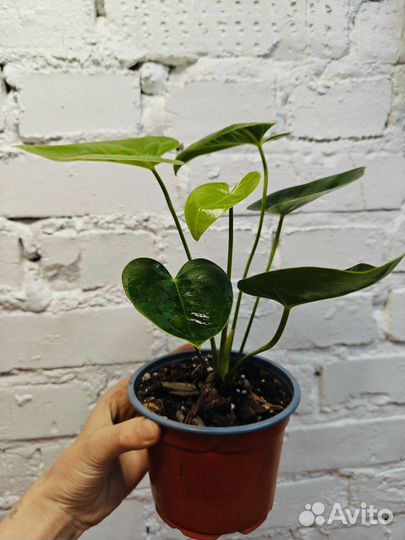 Антуримы намора, спирит и свит дрим