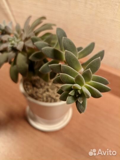 Эчеверия, отростки на срез