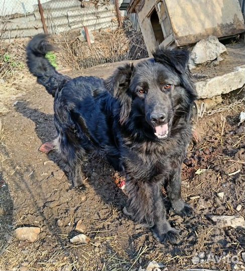 Сэмик в добрые руки