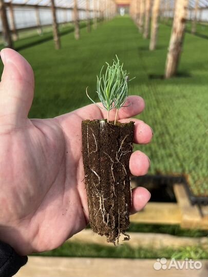 Горная сосна Мугус зкс сеянцы на доращивание