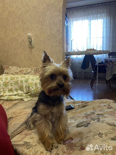 Йоркширский терьер