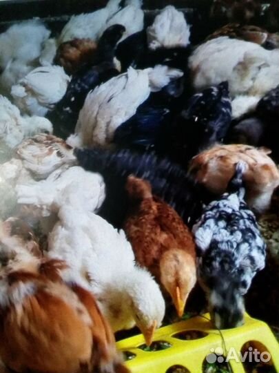 Цыплята подрощенные