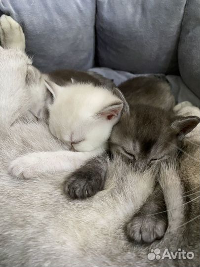 Котята шотландцы