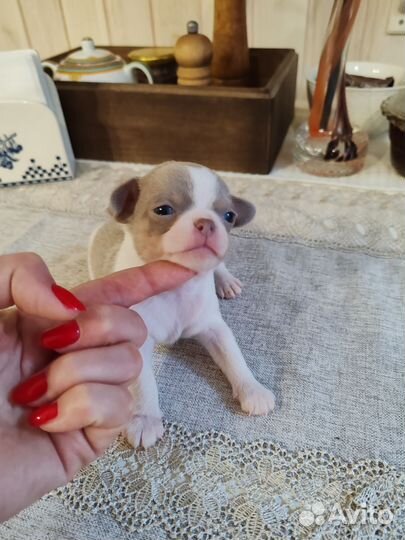 Бело-лиловое чудо