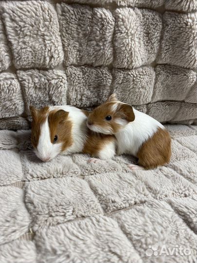 Морские свинки