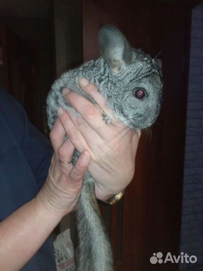 Серебристая шиншилла вязка