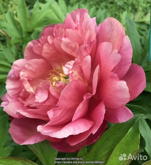 Пион ито Нью Миллениум