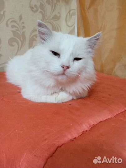 Котик Снежок
