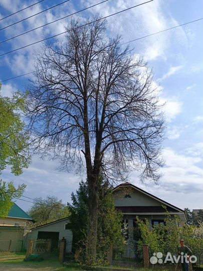 Спил деревьев