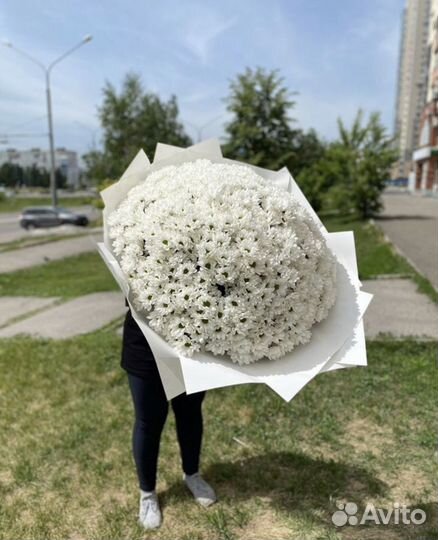 Ромашки букет гигант WOW