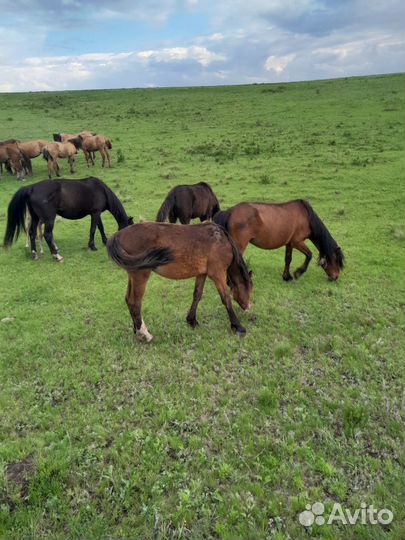 Лошадь с жеребенком