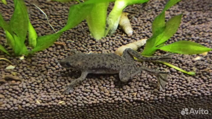 Карликовые аквариумные лягушки-гименохирусы