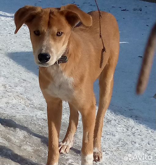 Собаки для охраны