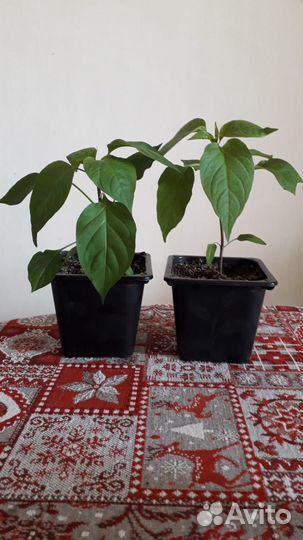 Продам рассаду халапеньо