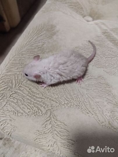 Крысята Рекс,дамбо и стандарт. Крысы