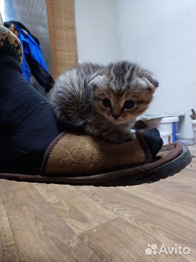 Вислоухие котята