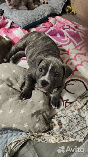 Мальчики Ам булли покет