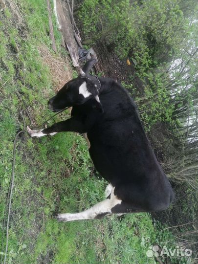 Тёлка помись галштинки