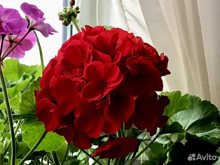 Пеларгония герань