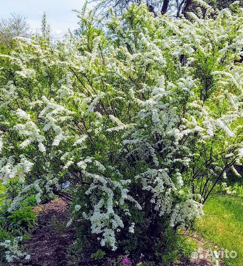 Декоративные кусты для сада/Растения/Можжевельник