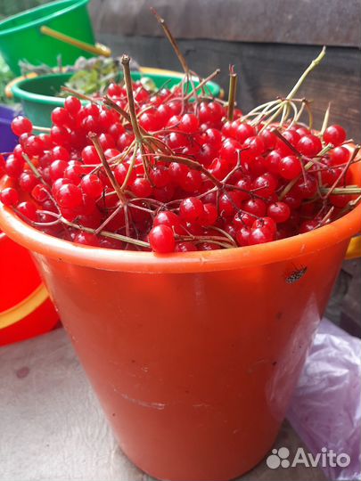 Калина ягода,шиповник сухой,травы лекарственные