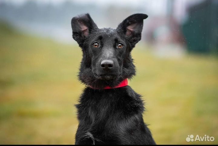 Собака в добрые руки. Эйва