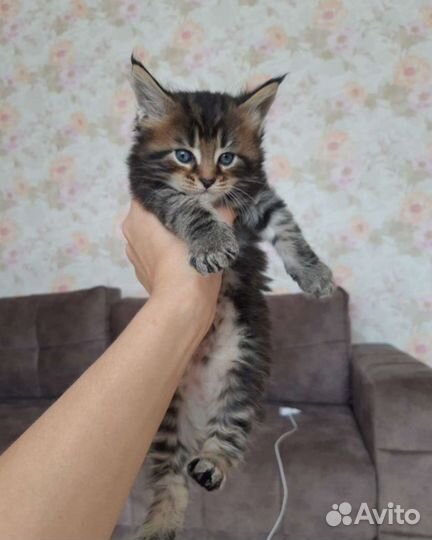 Котята Мейн-кун(Бронь)