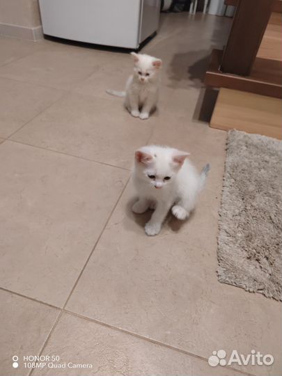 Котята от домашней кошки