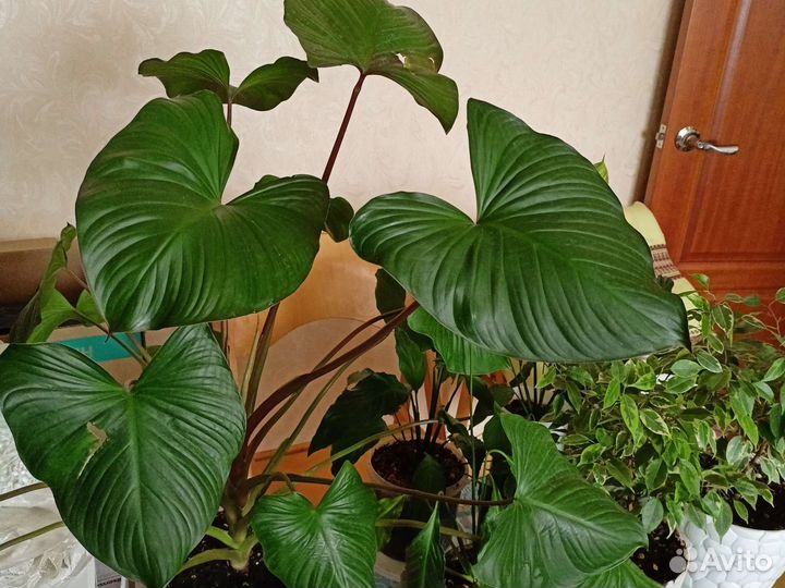 Хамаломена королева сердец