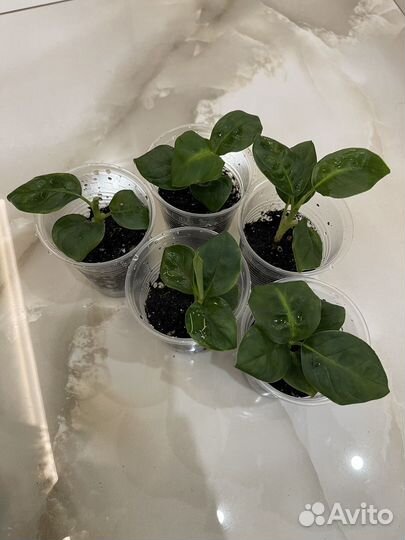 Диффенбахия рефлектор