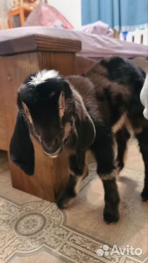 Нубийские козлята